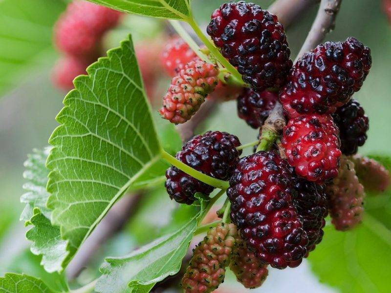 Шелковица купить саженцы из питомнике в Белово