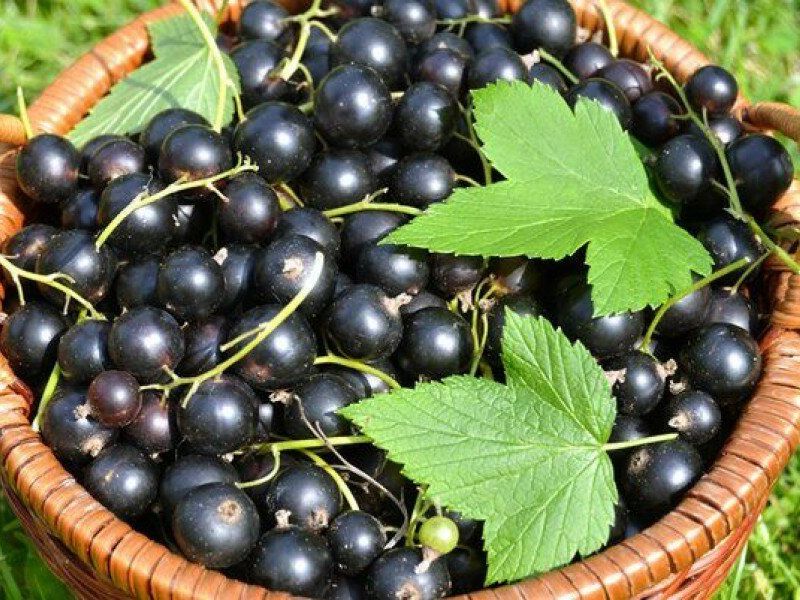 Смородина купить саженцы из питомника в Белово