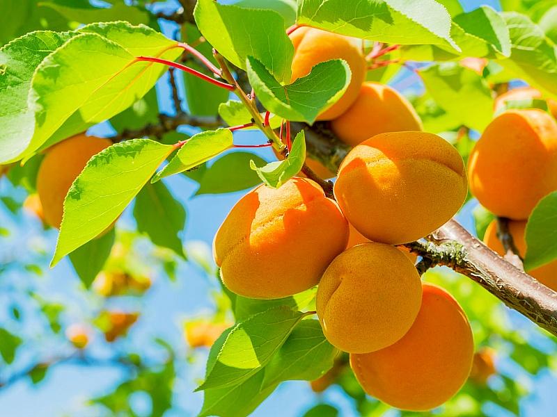 Абрикос купить саженцы из питомнике в Белово
