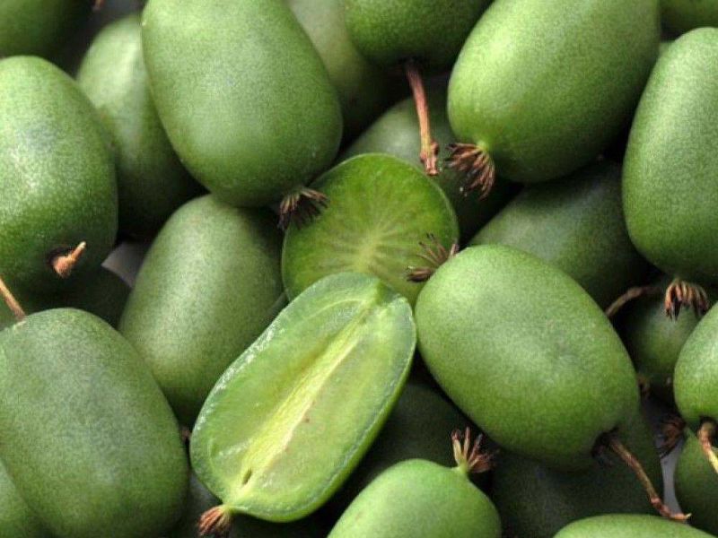 Актинидия купить саженцы из питомнике в Белово