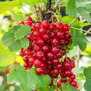 Смородина "ДЖОНКЕР ВАН ТЕС"