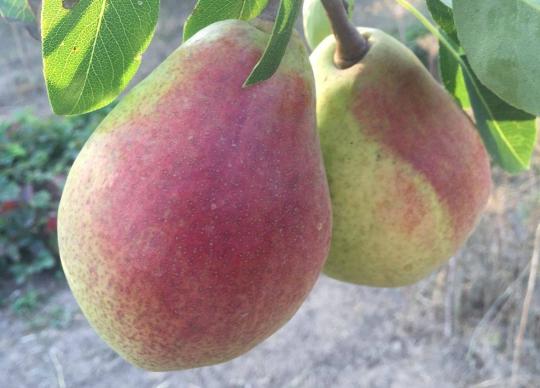 Груша "ДЮШЕС МОСКОВСКИЙ САДОВЫЙ"