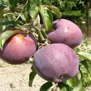 Яблоко "ВИЛЬЯМС ПРАЙД"